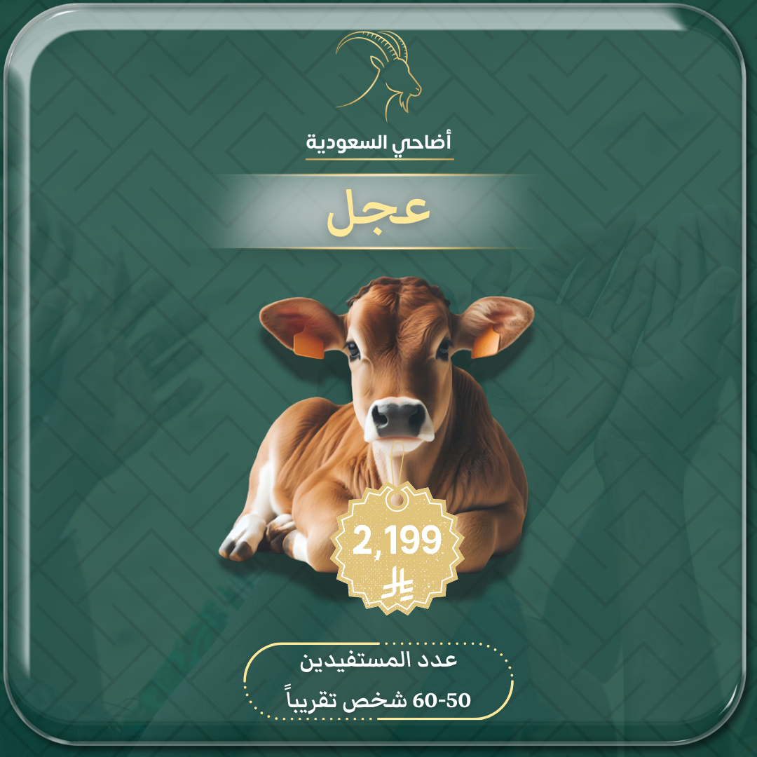 ذبيحة عجل صغير (صدقة، عقيقة، أضحية) مع توثيق فيديو باسمك