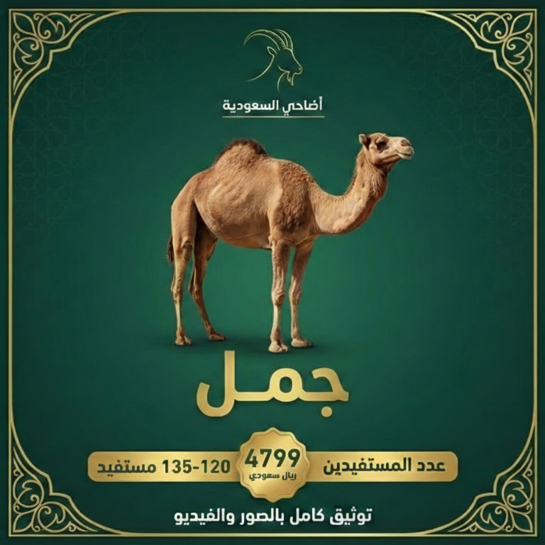 جمل (صدقة، عقيقة، أضحية) مع توثيق فيديو باسمك